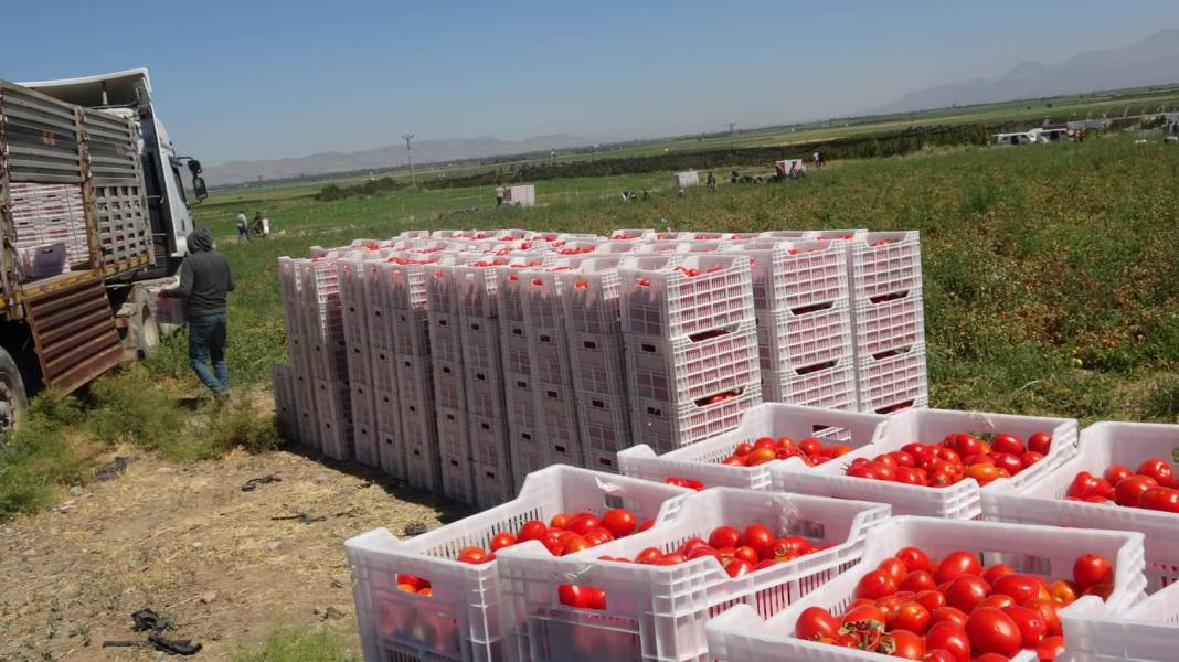 Avrupalı pizza devlerinin gözü kulağı Kayseri'deki hasatta 2